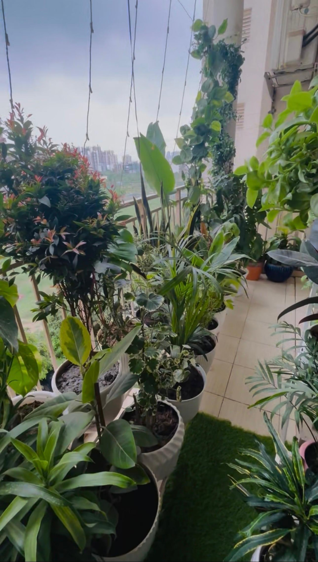 A Green Angan customer's balcony garden in Gurgaon with palms and potted foliage plants